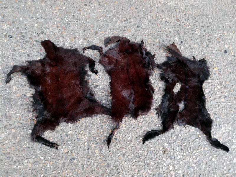 piel animales 57x40 3u 80x46 61x48 80x50 90x74 110x85 113x100